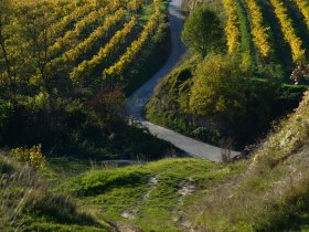 Hohlweg am WAGRAM, © Donau Niederösterreich - Kamptal-Wagram-Tullner Donauraum