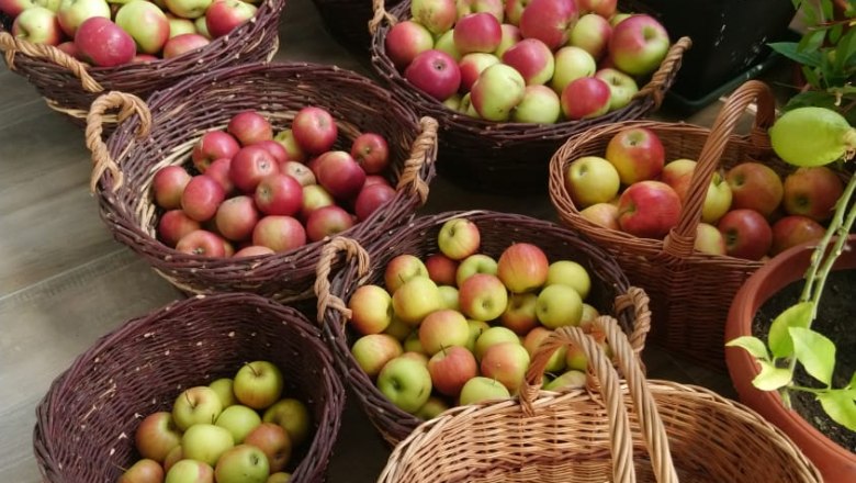 Äpfel in Körben, Obstbau Windholz, © Obstbau Windholz