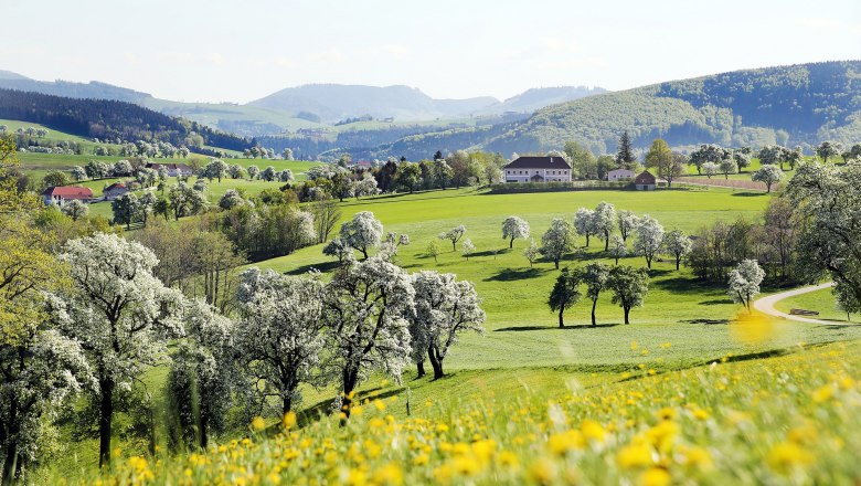 Mostviertler Birnbaumblüte, © weinfranz.at