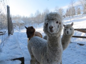 Lamas und Alpakas, © ©Naturpark Hohe Wand