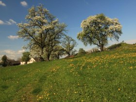 Baumblüte in Weitgraben, © OEAV Ortsgruppe Blindenmarkt