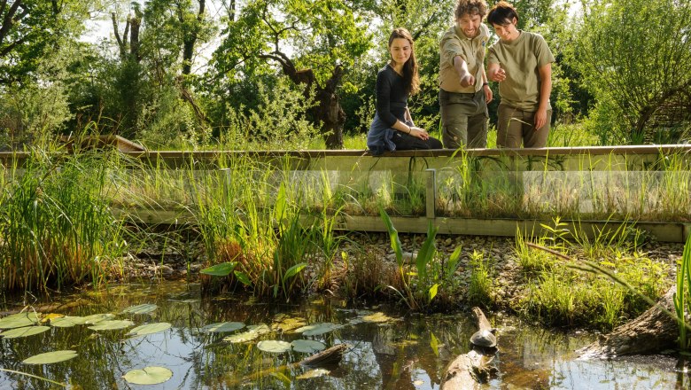 Drei Personen beobachten einen Teich mit Pflanzen und Schildkröte im Freien., © Nationalpark Donau-Auen, Newman