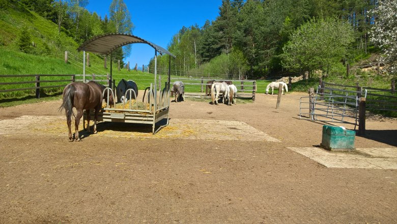 Pferdehof Auslauf, © Pferdehof Kurzmann