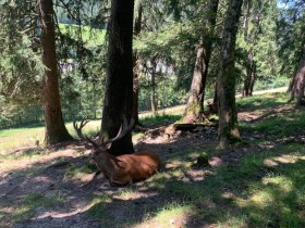 Naturpark Falkenstein, © Tourismusverband Semmering-Rax-Schneeberg