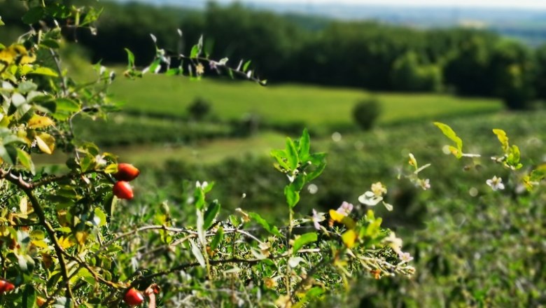 Hagebutten am Wegesrand - Schatzberg, © Weinstraße Weinviertel