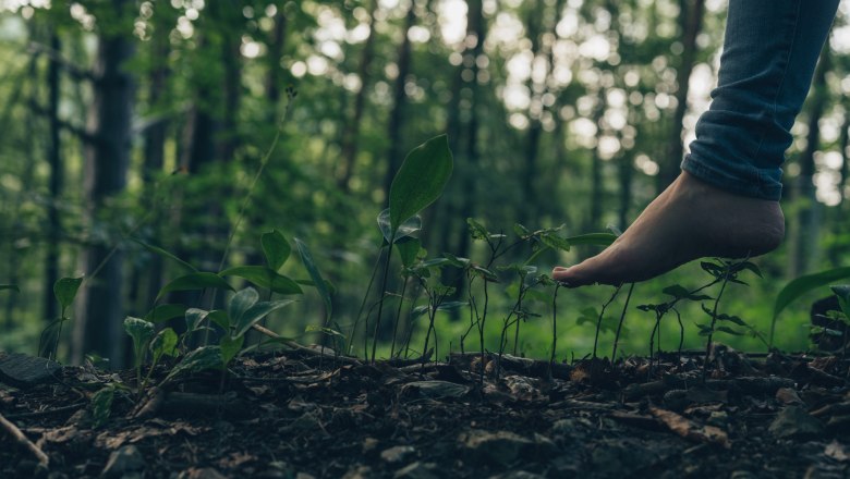 The forest and its effect on the body, © Niederösterreich Werbung/ Ian Ehm