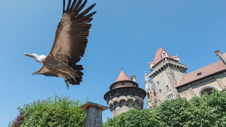 Greifvogelschau in der Adlerwarte Kreuzenstein, © topShot.com.at