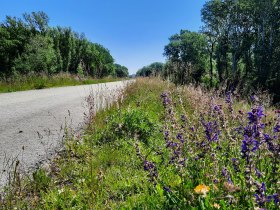 Teilstück Donauradweg bei Eckartsau, Marchfeldschutzdamm, © Donau Niederösterreich, Köck