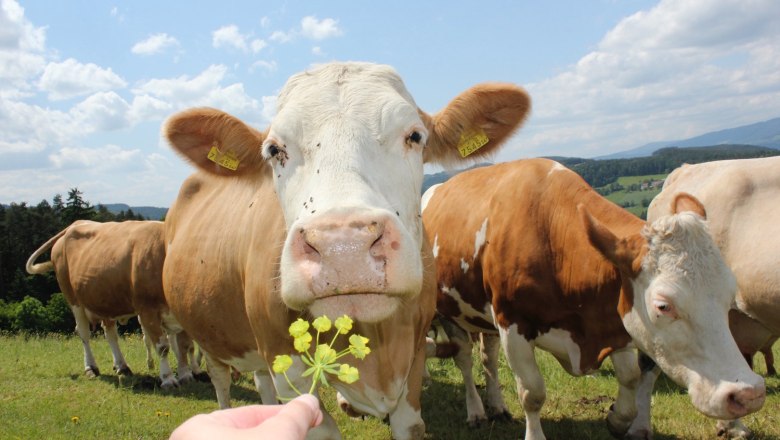 Die neugierige Kuh, © Wachahof