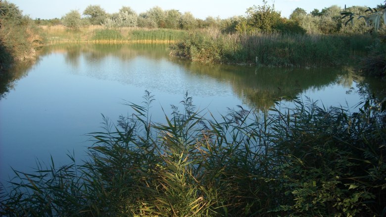 Biotop im Naturschutzgebiet Saliterweide, © Adolf Haider