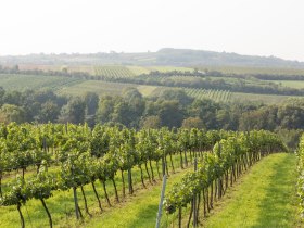 Weingärten rund um Pulkau, © Astrid Bartl