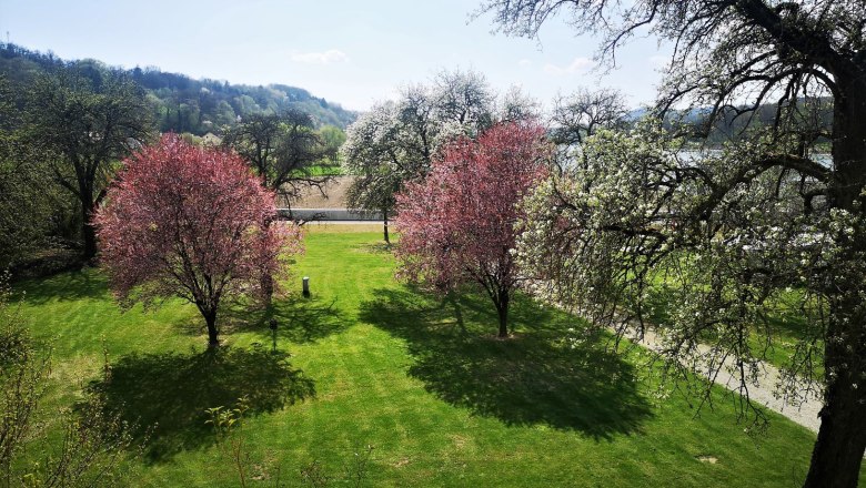 Der Garten mit alten Obstbaumbestand zur Blüte, © Copyright