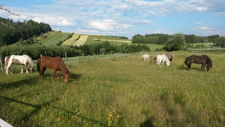 Unser Islandpferdegestüt Merkengerst  - nicht weit entfernt, © U.E.