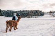 Alpaca hiking, Waldviertel, © Waldviertel Tourismus/sommertage.com