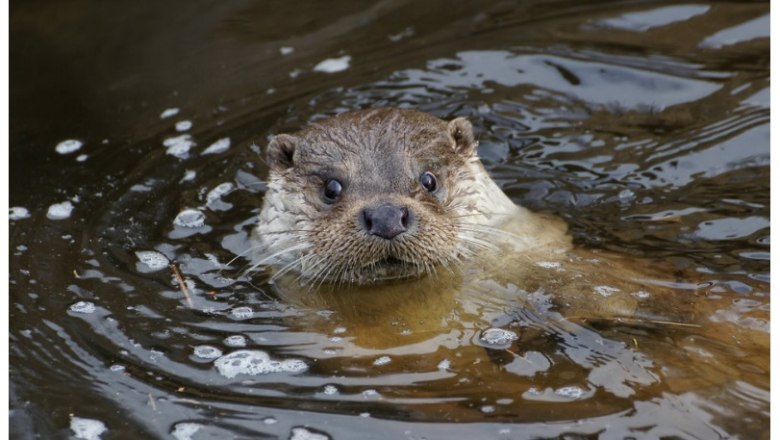 Otter, © UnterWasserReich