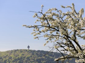 Guglzipf-St.Veit Runde, © Wienerwald Tourismus GmbH / Christian Handl