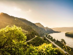 Weinrieden rund um Dürnstein, © Donau NÖ Tourismus/Robert Herbst