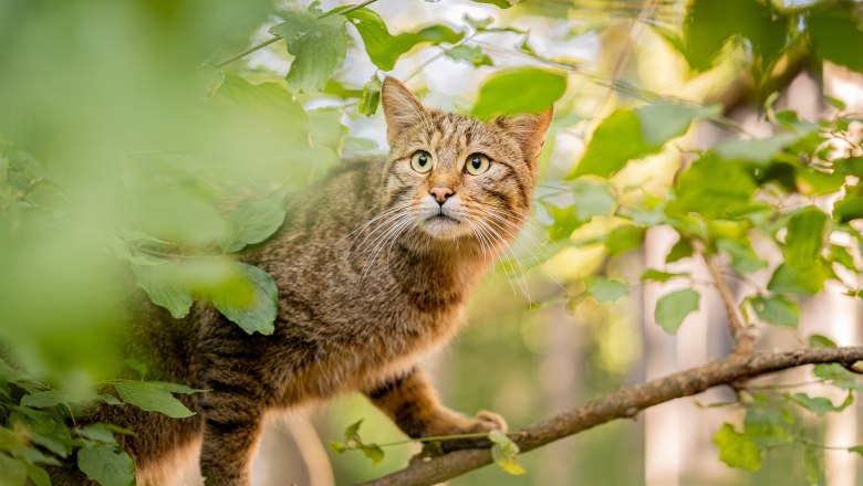 Wildkatze in der Wildkatzenanlage beim Nationalparkhaus, © NP Thayatal / Teresa Nunner