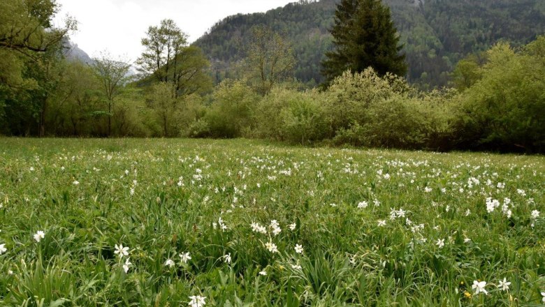 Schauwiese Wassercluster bei Lunz am See, © David Bock