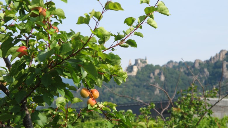 Aprikosenbaum mit Burg im Hintergrund, sonniger Tag., © Donau NÖ Tourismus GmbH