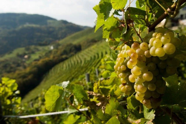 Weinanbau, © Weingut Lehensteiner