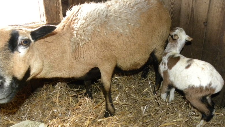 Kamerunschafe mit Nachwuchs, © Urlaub am Bauernhof – Fam. Schweighuber