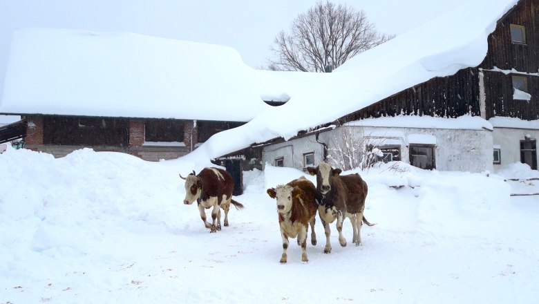 Winter am Höchbauernhof, © Höchbauernhof