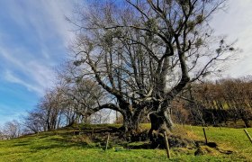 Die zwei Linden bei Eschenau, © Susanne Heil