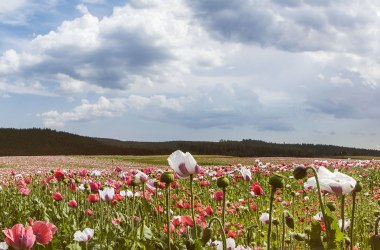 Poppy village Armschlag in Waldviertel, © Niederösterreich-Werbung/ M. Liebert