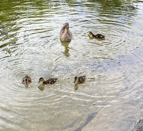 Entenfamilie im Seebachbad, © Martin Ruckensteiner