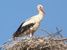 Ortsspaziergang Marchegg, Weißstorch, © Andreas Pataki