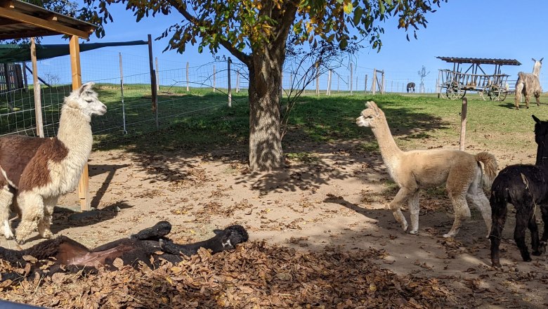 Lamas und Alpakas, © Hofstetter Ranch