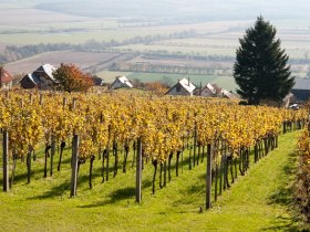 Weinhang am Geschriebenstein, © Walter Laschober