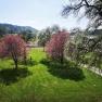 Der Garten mit alten Obstbaumbestand zur Blüte, © Copyright