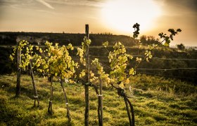 Wagram Herbstlandschaft, © Robert Herbst