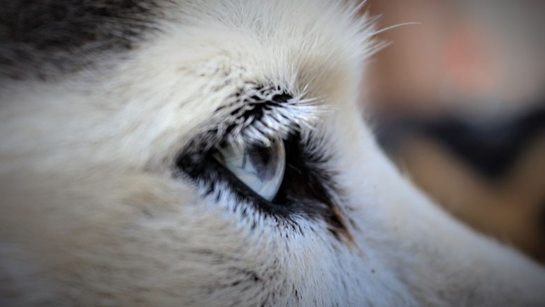 Siberian Husky huskywandern-huskytrekking, © Huskyhof Waldviertel