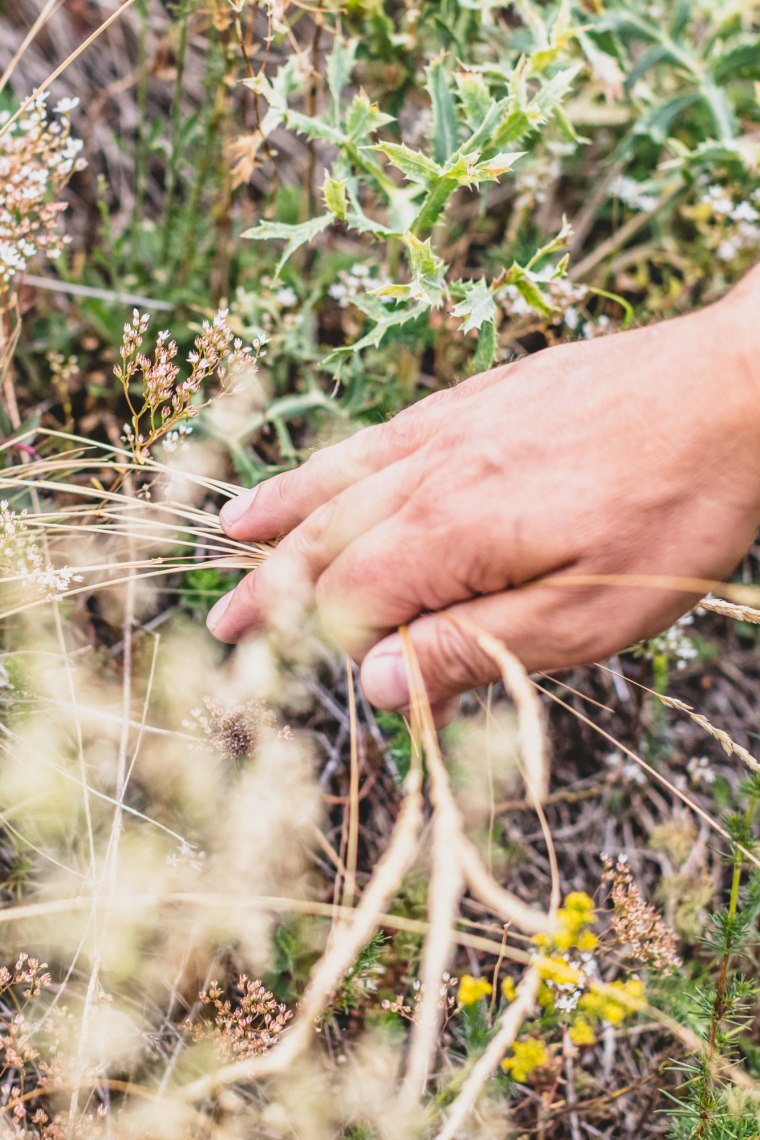 When dry grasslands in the Wachau bloom., © Donau NÖ/Pamela Schmatz