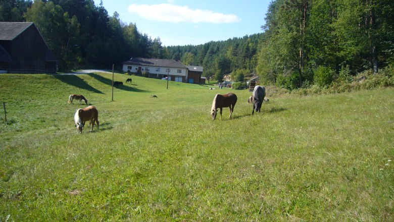 Pferdehof grosse Koppel, © Pferdehof Kurzmann