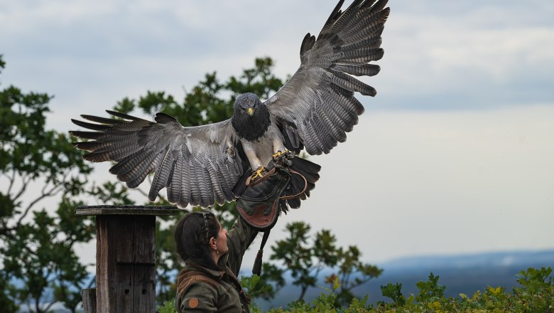 Greifvogelschau in der Adlerwarte Kreuzenstein, © topShot.com.at