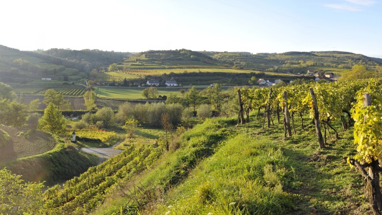 Weinberge bei Schönbergneustift, © Franz Gangelmayer