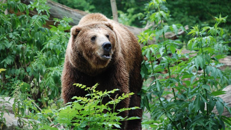 Braunbär, © Stadtgemeinde Haag