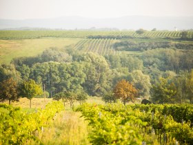 Weinviertler Landschaft, © Astrid Bartl