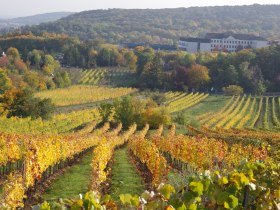 Sieghartsberg, © Wienerwald Tourismus GmbH / Weinbauverein Brunn