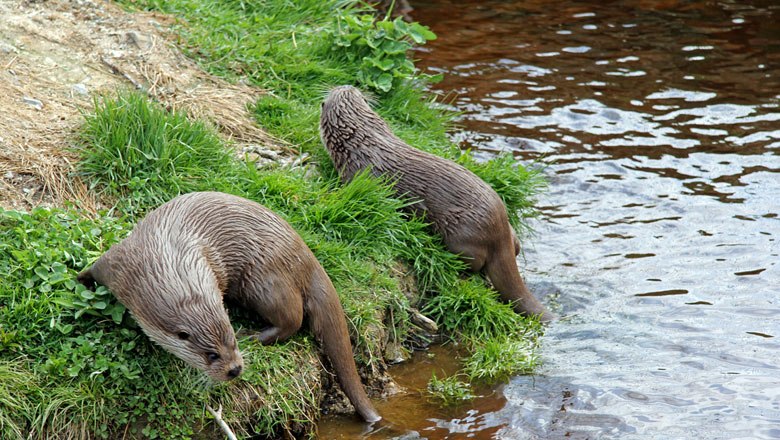 Otters in Hochmoor Schrems Nature Park, © Sonja Eder