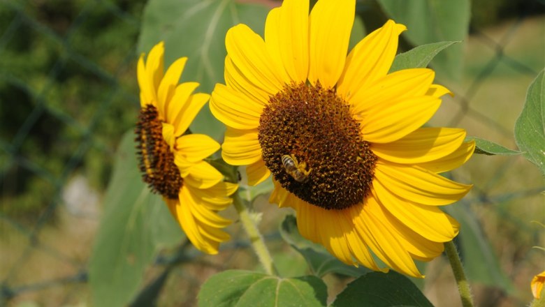 10-garten-sonnenblumen, © Gabriele Prandstetter