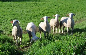 Schafe am Lämmerhof Groiß, © Lämmerhof Groiß