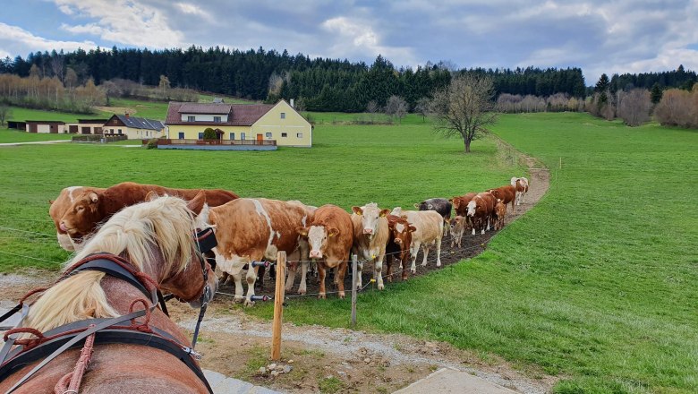 Reitrunde, © Birgit Libal