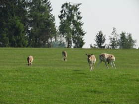 Wildgehege bei Ort Edlesberg, © Marktgemeinde Martinsberg