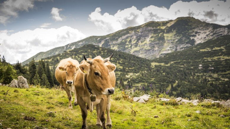 Auf der Alm, © Theo Kust