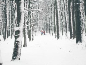 Winterwonderland, © Donau Niederösterreich - Kamptal-Wagram-Tullner Donauraum